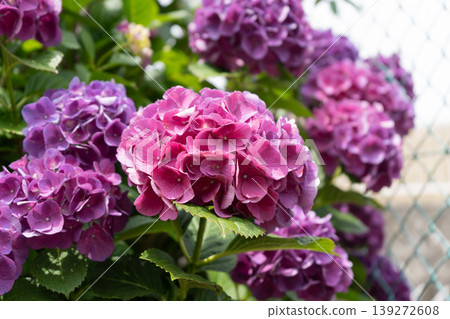 Pink and purple hydrangeas blooming along the hydrangea street in Tsurumi Ward, Yokohama City. 139272608
