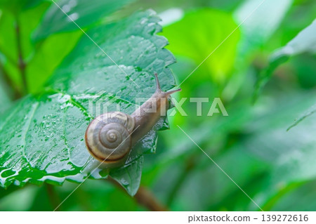 雨季景象：雨後繡球花葉子上的蝸牛。 139272616