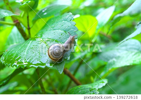 雨季景象：雨後繡球花葉子上的蝸牛。 139272618