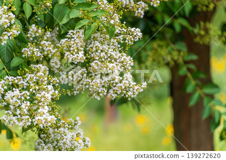 White crape myrtle blossoms and green trees White crape myrtle blossoms and green trees 139272620