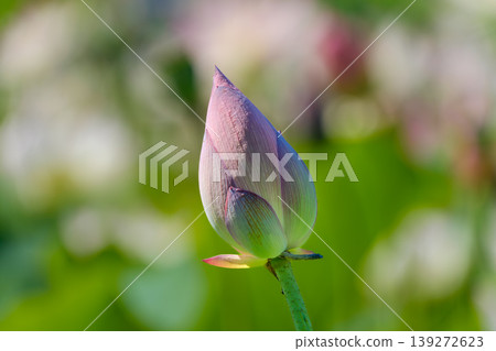 A lotus flower bud rests quietly on the water's surface. A lotus flower bud rests quietly on the water's surface. 139272623