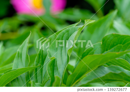 The vibrant overlapping leaves of fresh green foliage and the beautiful curved details 139272677