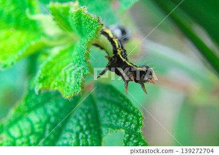 Frosted larva 139272704