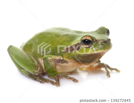 European tree frog European tree frog 139272845