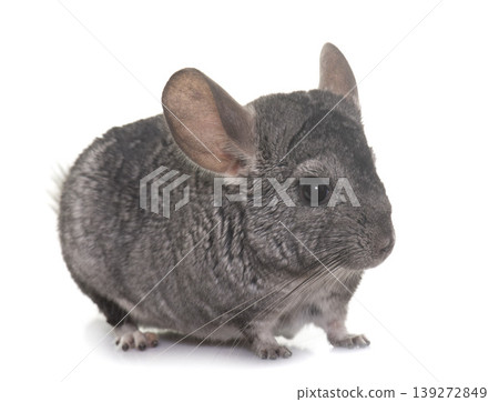 chinchilla in studio chinchilla in studio 139272849