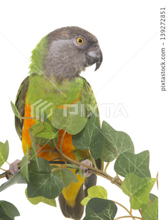Senegal parrot in studio 139272851