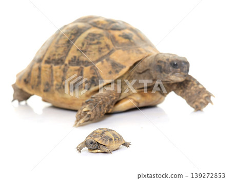 Hermanns Tortoise and baby turtles Hermanns Tortoise and baby turtles 139272853