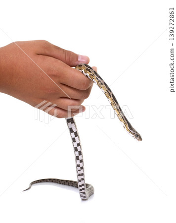 corn snake in studio corn snake in studio 139272861
