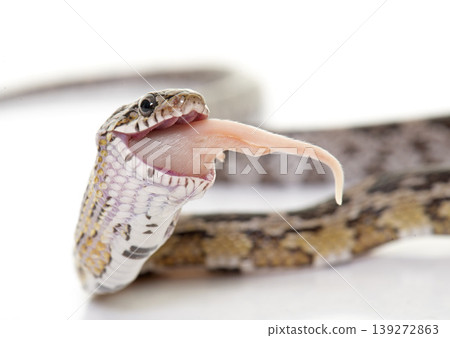 corn snake eating mouse corn snake eating mouse 139272863