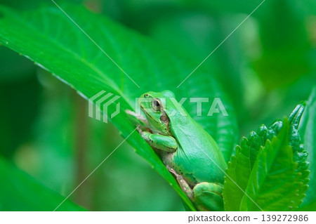 A tree frog relaxing on a hydrangea leaf. A tree frog relaxing on a hydrangea leaf. 139272986