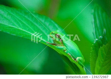 A tree frog relaxing on a hydrangea leaf. A tree frog relaxing on a hydrangea leaf. 139272987