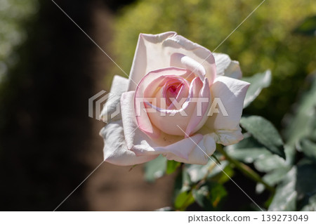 Beautiful white and pink roses Beautiful white and pink roses 139273049