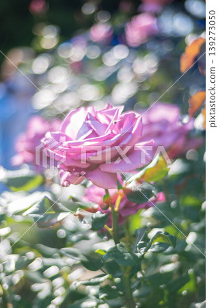 Roses shining in sunlight, bokeh background material, vertical orientation. Roses shining in sunlight, bokeh background material, vertical orientation. 139273050