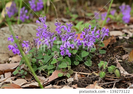 Scutellaria (Lamiaceae family), genus Scutellaria Scutellaria (Lamiaceae family), genus Scutellaria 139273122