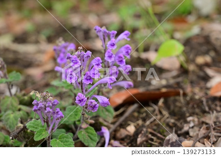 Scutellaria (Lamiaceae family), genus Scutellaria Scutellaria (Lamiaceae family), genus Scutellaria 139273133