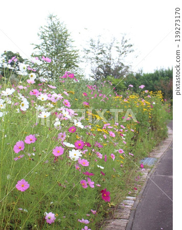 Cosmos flower field Cosmos flower field 139273170