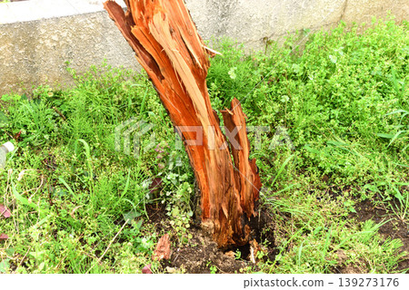 Fallen tree 139273176