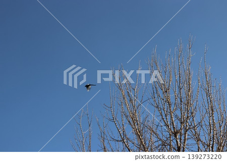 一隻鳥在韓國的天空中飛翔 一隻鳥在韓國的天空中飛翔 139273220