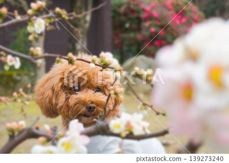 一群快樂的朋友 玩具貴賓犬 + 花 一群快樂的朋友 玩具貴賓犬 + 花 139273240