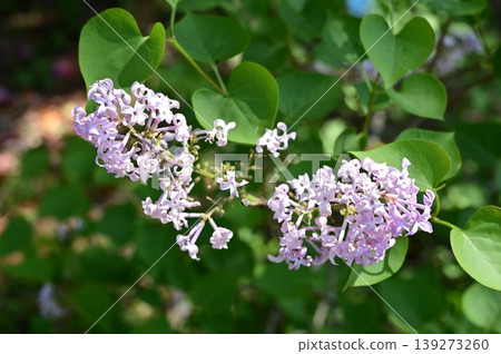Lilac (Oleaceae family), Syringa genus Lilac (Oleaceae family), Syringa genus 139273260