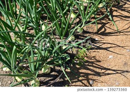 Onions (family Typha latifolia) that have grown and begun to form bulbs. 139273360