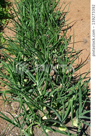 Onions (family Typha latifolia) that have grown and begun to form bulbs. 139273392