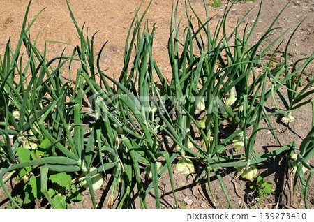 Onions (family Typha latifolia) that have grown and begun to form bulbs. Onions (family Typha latifolia) that have grown and begun to form bulbs. 139273410