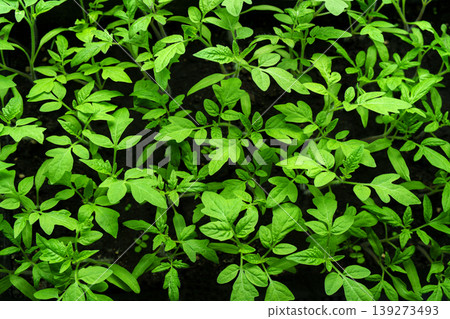 A top view of tomato seedlings in trays for home gardening. A top view of tomato seedlings in trays for home gardening. 139273493