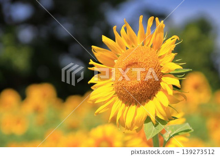 Sunflower blooming towards the sun 139273512