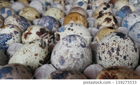 Quail Eggs in Tray with Natural Spot Pattern Quail Eggs in Tray with Natural Spot Pattern 139273533