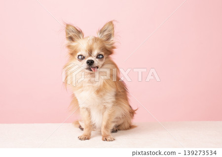 Pink back and senior Chihuahua 139273534