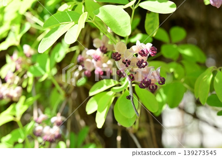 Akebia (Little Laurel family): A climbing deciduous shrub in the Ranunculaceae family. Akebia (Little Laurel family): A climbing deciduous shrub in the Ranunculaceae family. 139273545