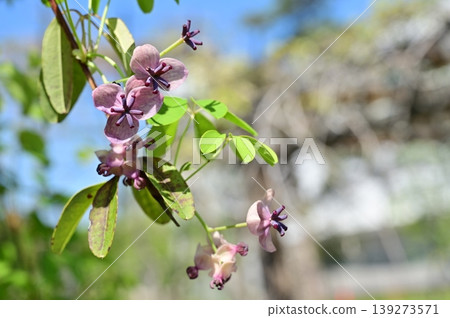 木通（小月桂科）：毛茛科的一種落葉攀緣灌木。 139273571