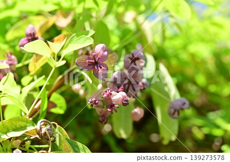 Akebia (Little Laurel family): A climbing deciduous shrub in the Ranunculaceae family. Akebia (Little Laurel family): A climbing deciduous shrub in the Ranunculaceae family. 139273578