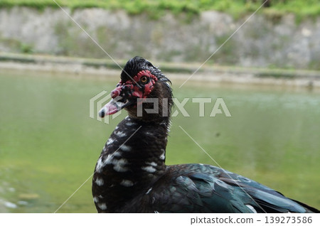 Birds in the pond: Muscovy ducks Birds in the pond: Muscovy ducks 139273586