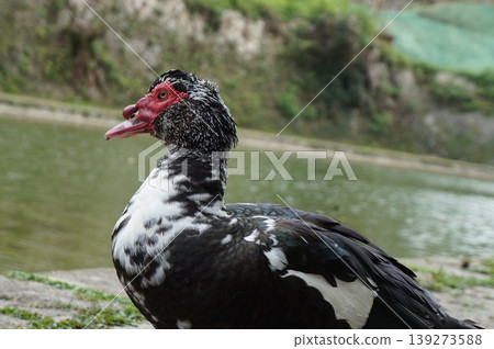 Birds in the pond: Muscovy ducks Birds in the pond: Muscovy ducks 139273588