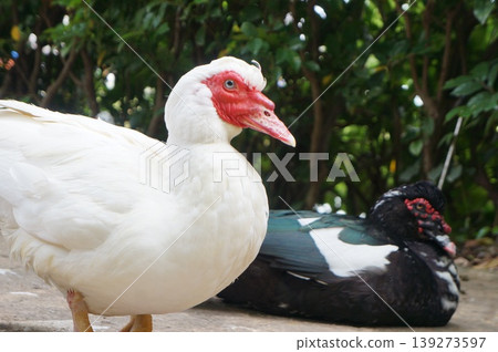 Birds in the pond: Muscovy ducks 139273597