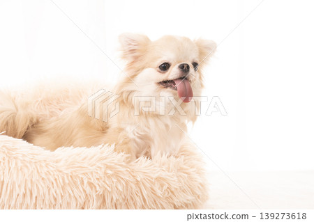 White back and smiling Chihuahua White back and smiling Chihuahua 139273618