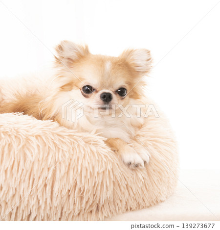 White back and smiling Chihuahua White back and smiling Chihuahua 139273677