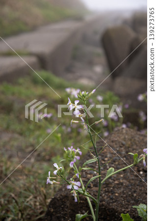 春霧籠罩著冰浦的林蔭大道,野蘿蔔花競相綻放。 春霧籠罩著冰浦的林蔭大道,野蘿蔔花競相綻放。 139273765