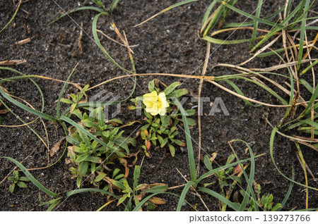Yellow evening primrose flowers blooming on the spring beach. 139273766