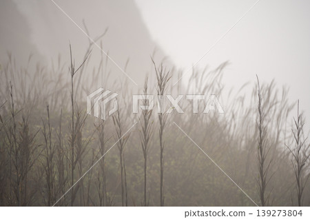 The misty cliffs of Byobugaura and the wildflowers growing vertically through the air. The misty cliffs of Byobugaura and the wildflowers growing vertically through the air. 139273804