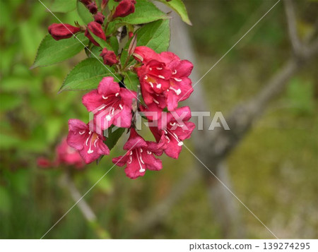 Red flower of weigela 139274295