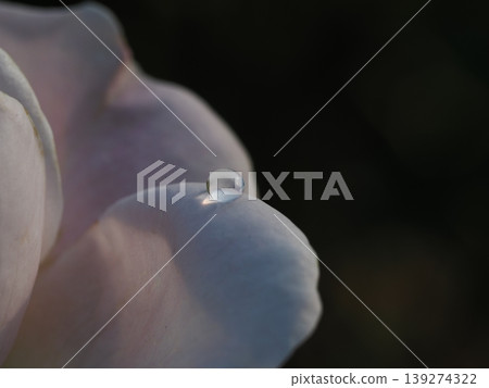 一張在山口縣玫瑰園拍攝的微距照片，顯示了淡粉色玫瑰花瓣上一顆珍珠般的露珠。 139274322