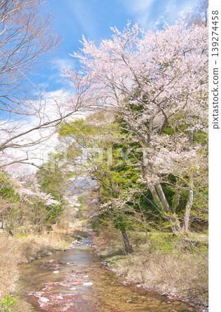 栃木縣那須鹽原市鹽原溫泉,櫻花盛開,溪水潟流淌。 栃木縣那須鹽原市鹽原溫泉,櫻花盛開,溪水潟流淌。 139274458