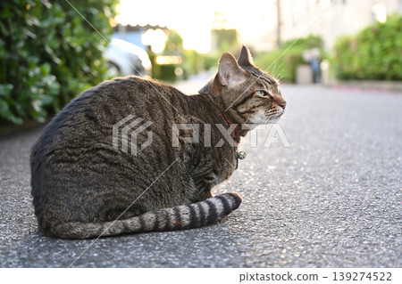 Petrified pet cat walking Petrified pet cat walking 139274522