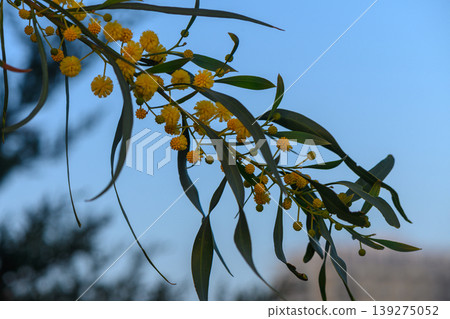 Delicate yellow blooms hanging from graceful green branches under a serene blue sky at twilight in a tranquil garden setting Delicate yellow blooms hanging from graceful green branches under a serene blue sky at twilight in a tranquil garden setting 139275052
