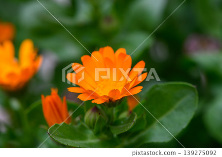 Vibrant Orange Calendula Flowers in Full Bloom Close Up Vibrant Orange Calendula Flowers in Full Bloom Close Up 139275092
