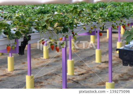 Growing strawberries in a modern greenhouse with vibrant plants and a focus on sustainable agriculture practices Growing strawberries in a modern greenhouse with vibrant plants and a focus on sustainable agriculture practices 139275096