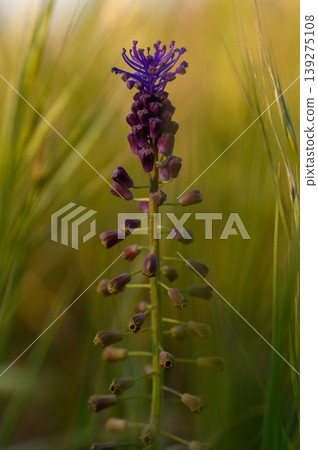 Vibrant purple wildflower stands tall in a lush green field during golden hour sunlight, showcasing nature's exquisite beauty and resilience 139275108